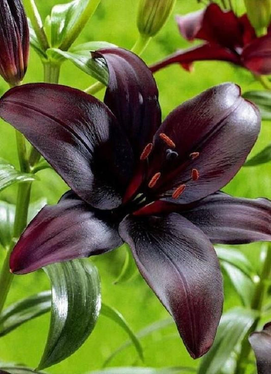 🔥🔥🔥Schwarze Lilienblüten