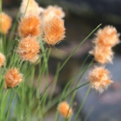 🔥Baumwollgras/Eriophorum russeolum Saatgut