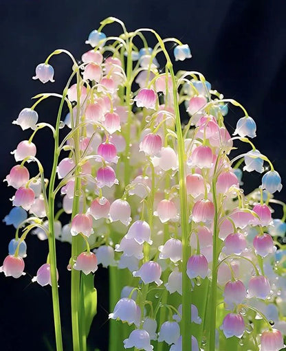 🔥 2024 Neuheiten 🔥 Bunte Maiglöckchen (Convallaria majalis) Samen 🌷