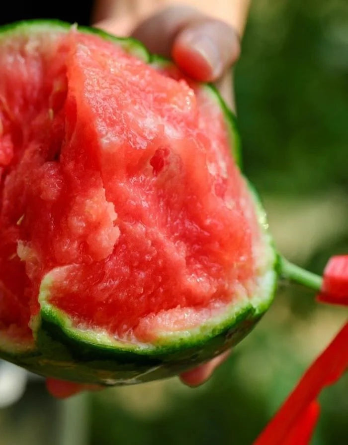 Süß und saftig 💦Rote Jade-Wassermelone🍉🍉