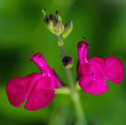 💕Neujahrs-Sonderangebot 🎁Salvia microphylla 'Hot Lips'