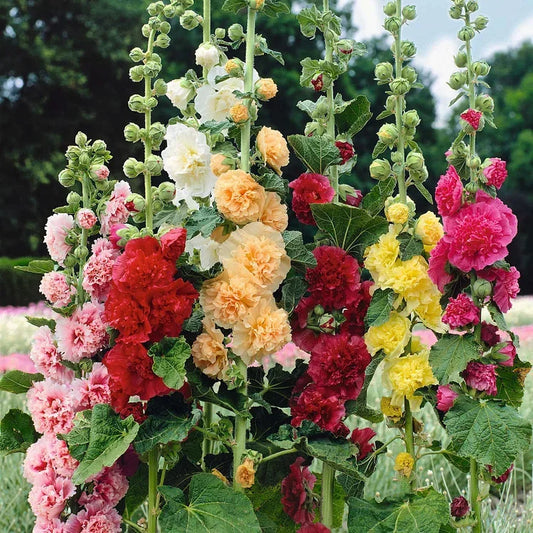 🔥Heißer Verkauf🔥Bunte Doppelte Hollyhock-Samen