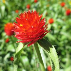 Tausend-Sonnen-Amaranth (Gomphrena haageana 'Strawberry Fields