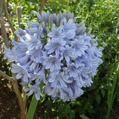 🔥Heißer Verkauf🎁Agapanthus africanus