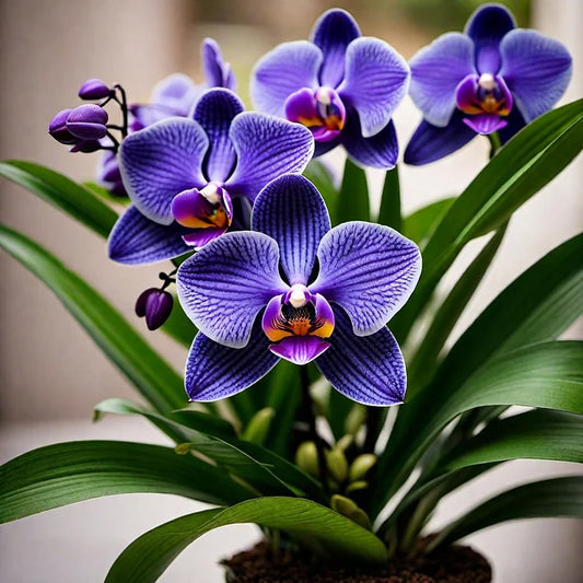 🔥 2024 Neuheiten🔥Vanda-Orchideen-Samen - Königliche Purpurmajestät