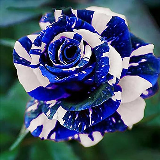 Blue Dragon Rose Samen-Perennial