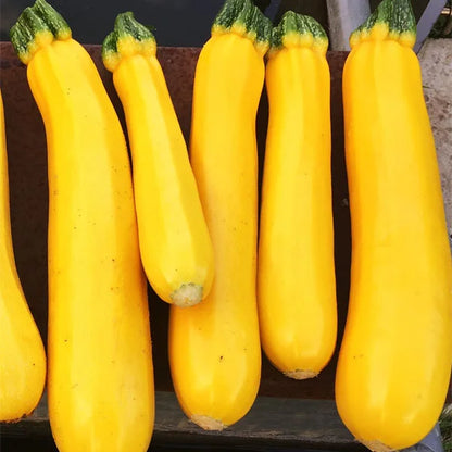 🔥Gelbe Zucchinipflanzen