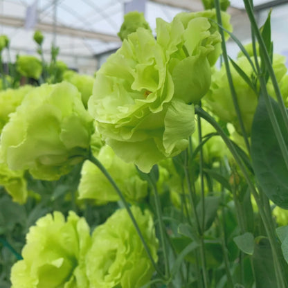 Bezaubernder Duft! 🌈 Gemischte Lisianthus-Samengruppe