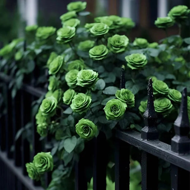 💚💚SELTENE GRÜNE ROSENBLUMENSAMEN