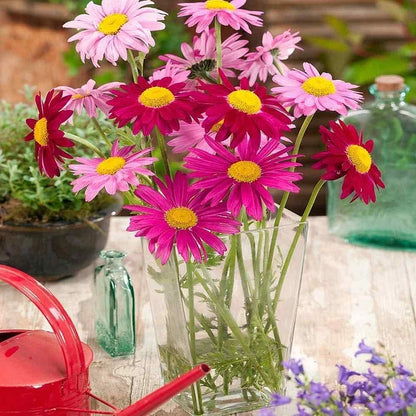 🔥Heißer Verkauf🔥Gemischte Farben Pyrethrum Samen