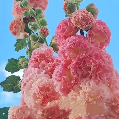 🔥Heißer Verkauf🔥Bunte Doppelte Hollyhock-Samen