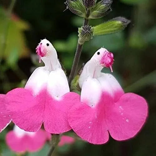 💕Neujahrs-Sonderangebot 🎁Salvia microphylla 'Hot Lips'