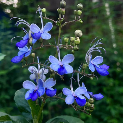 Rotheca myricoides Saatgut