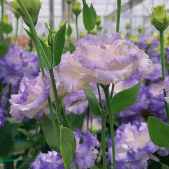 Bezaubernder Duft! 🌈 Gemischte Lisianthus-Samengruppe