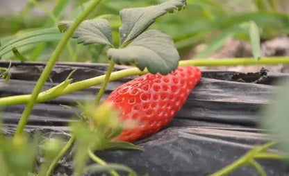 Supersüße Erdbeersamen in Chili-Form🍓