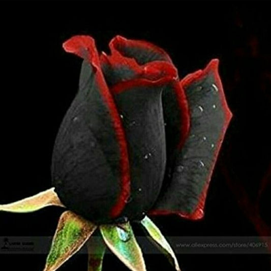 Schwarze Rose Blumensamen