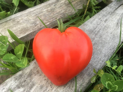 Rote Kuhherz-Tomate