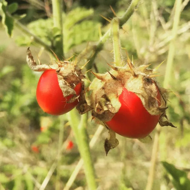 😋SAMEN DER LITCHI-TOMATE AKA MORELLE DE BALBIS (ZERTIFIZIERT BIOLOGISCH)