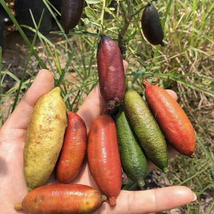 🔥 Der Preis ist begrenzt!Australische Fingerorange (Zitronenkaviar)