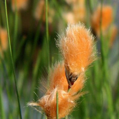 🔥Baumwollgras/Eriophorum russeolum Saatgut