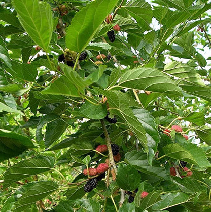 💐💐GESCHICHTETE MAULBEERFRUCHTSAMEN