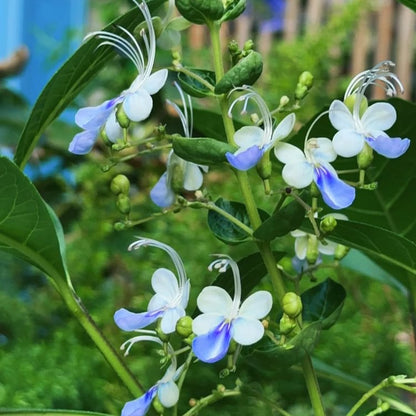 Rotheca myricoides Saatgut