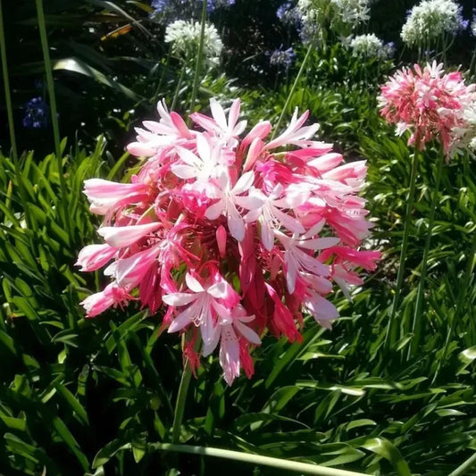 🔥Heißer Verkauf🎁Agapanthus africanus