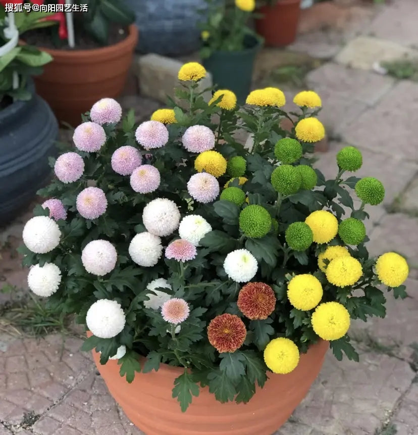 Bunte Tischtennischrysanthemensamen