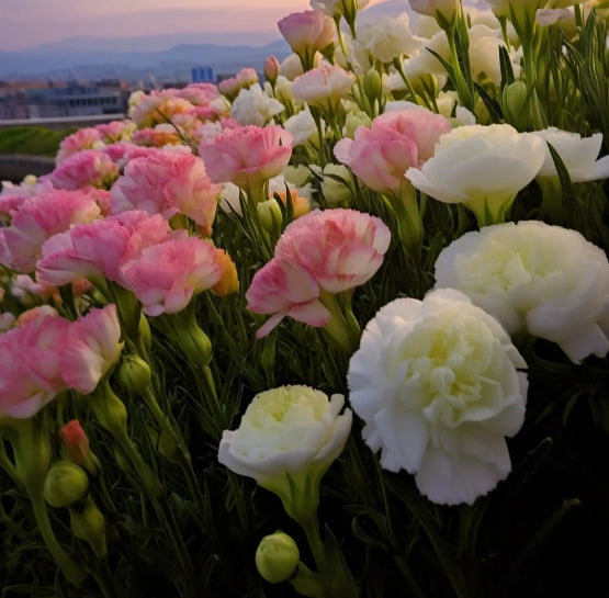 Bezaubernder Duft! 🌈 Gemischte Lisianthus-Samengruppe