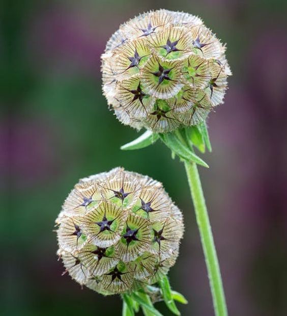 Scabiosa stellata- 30 Samen - Sternblume - Einjährige Blumen