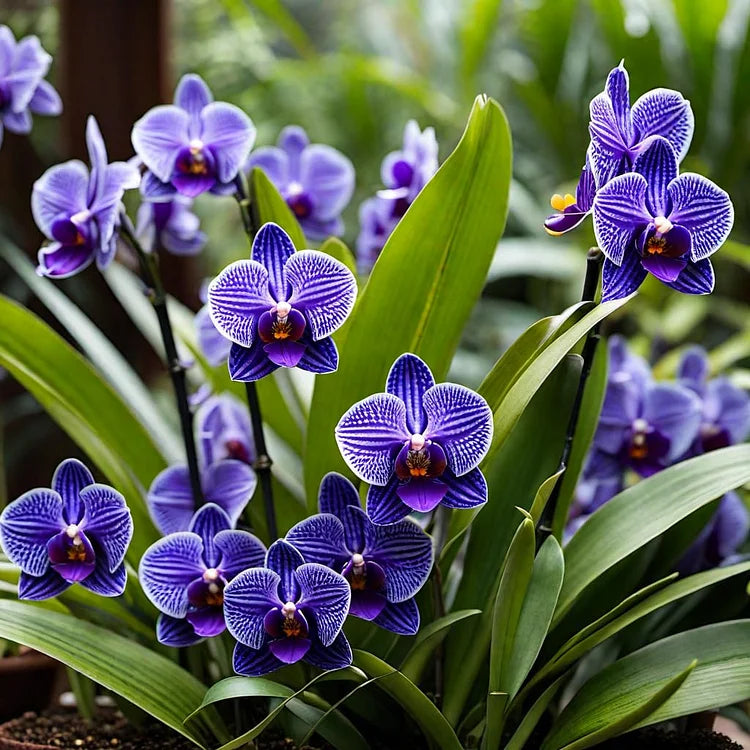 🔥 2024 Neuheiten🔥Vanda-Orchideen-Samen - Königliche Purpurmajestät