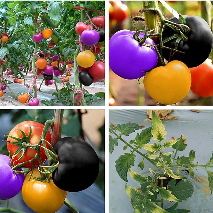 🍅🍅Regenbogentomate Gemüsesaatgut