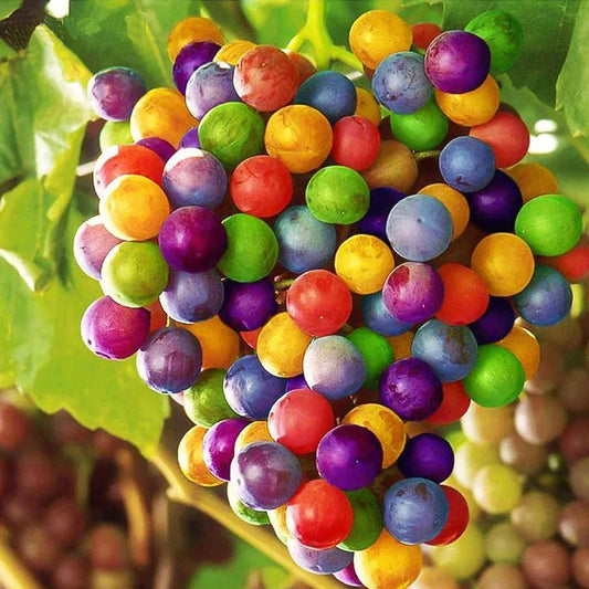 💥SELTENE REGENBOGEN-TRAUBENKERNE🍇