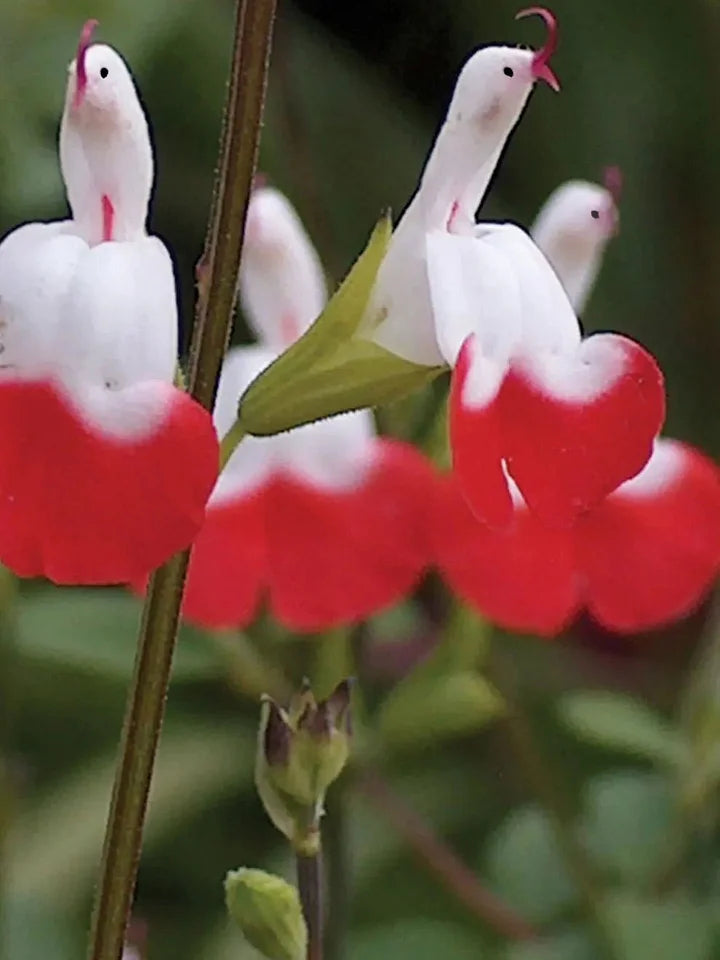 💕Neujahrs-Sonderangebot 🎁Salvia microphylla 'Hot Lips'