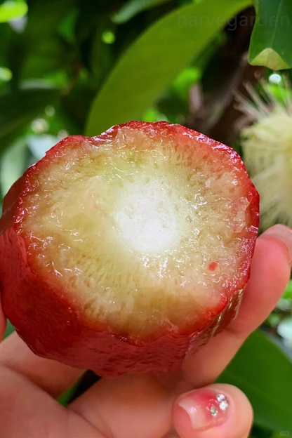 Leckere Früchte, die nicht dick machen 💯 – Lotusfrucht