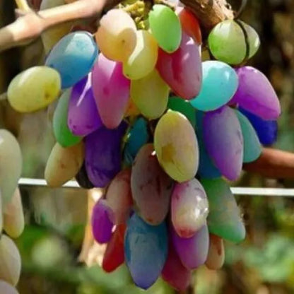 💥SELTENE REGENBOGEN-TRAUBENKERNE🍇