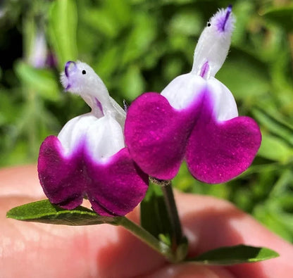 💕Neujahrs-Sonderangebot 🎁Salvia microphylla 'Hot Lips'