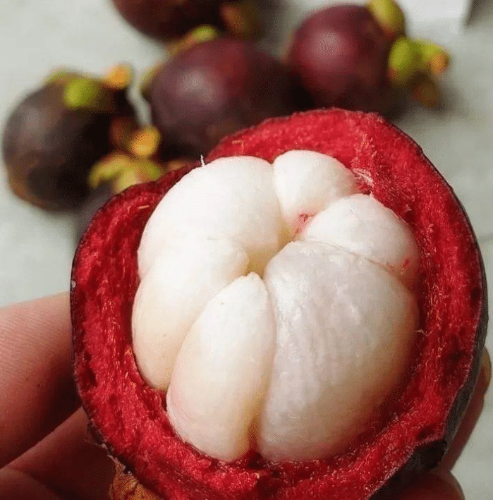 😘MANGOSTEEN-PFLANZENSAMEN