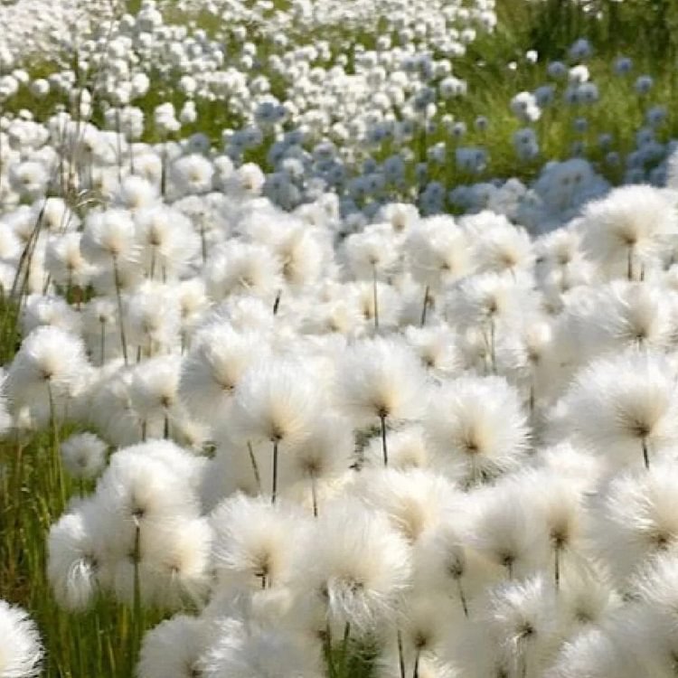 🔥Baumwollgras/Eriophorum russeolum Saatgut