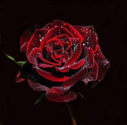 Schwarze Rose Blumensamen