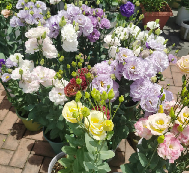 Bezaubernder Duft! 🌈 Gemischte Lisianthus-Samengruppe