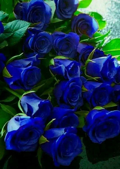 💙🌹 Blaue Zauberin Rose Samen: Verwirklichen Sie Ihren Gartenzauber! 🌱💫