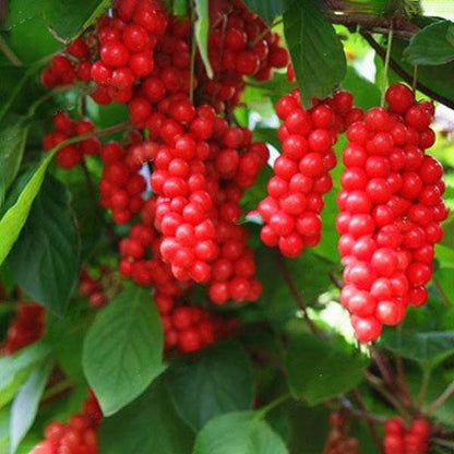 🍒Schisandra-Samen - Jetzt erhältlich! Frische Ernte für Ihren Garten! 🌿