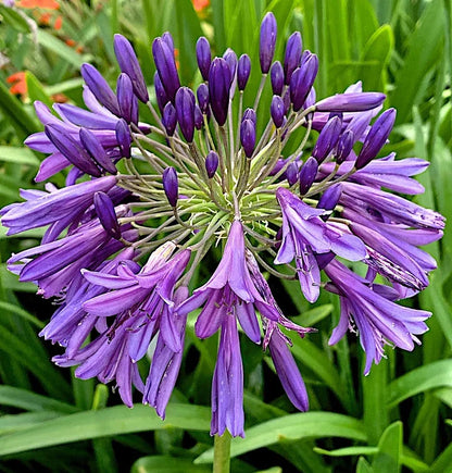 🔥Heißer Verkauf🎁Agapanthus africanus