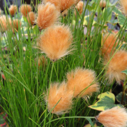 🔥Baumwollgras/Eriophorum russeolum Saatgut