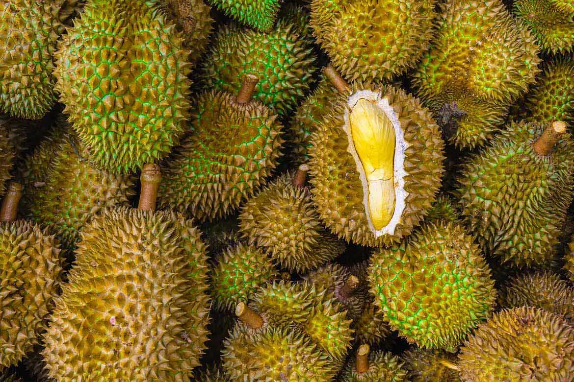 😋DURIAN-FRUCHTPFLANZENSAMEN😋