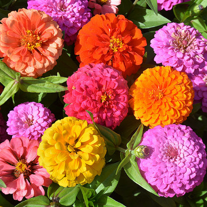 😍😍Mehrfarbige Zinnien