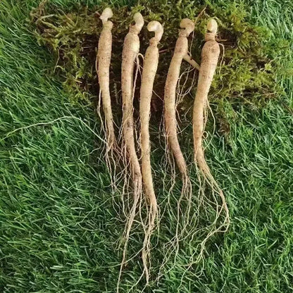 Ginseng-Samen Staudenstaude