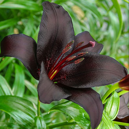 🔥🔥🔥Schwarze Lilienblüten