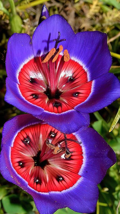 Dreifarbige Rosen-Samen – Ein Spektakel der Natur 🌹🌈